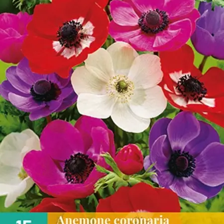 Anemone Coronaria De Caen Mix - 15 Bollen - Verwildering - Garden-Select.com