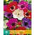 Anemone Coronaria De Caen Mix - 15 Bulbs