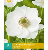 Anemone Coronaria Bride - 15 Bollen - Verwildering - Witte Anemone Kopen?