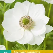 Anemone Coronaria Bride - 15 Blumenzwiebeln