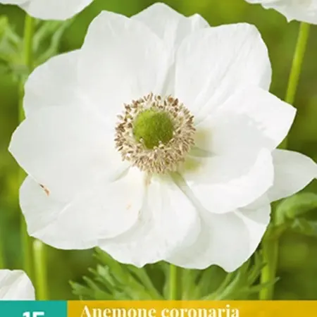 Anemone Coronaria Bride - 15 Bulbs - Naturalising - Buy White Anemone?