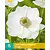 Anemone Coronaria Bride - 15 Bollen