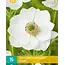 Anemone Coronaria Bride - 15 Bollen - Verwildering - Witte Anemone Kopen?