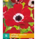 Anemone Coronaria Hollandia - Single Red Anemone - Garden Select