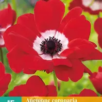 Anemone Coronaria Hollandia - 15 Bulbs