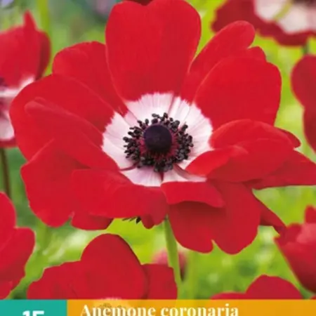 Anemone Coronaria Hollandia - Enkelvoudige Rode anemone - Garden Select