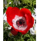 Anemone Coronaria Hollandia - Single Red Anemone - Garden Select