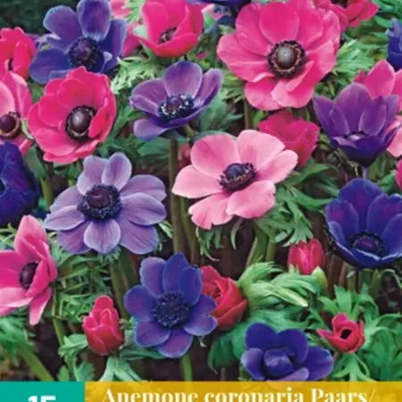 Anemone Coronaria Paars / Roze Mix - 15 Bollen - Enkelbloemig - Garden-Select.com
