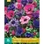 Anemone Coronaria Purple/Pink Mix - 15 Bulbs