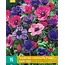 Anemone Coronaria Paars / Roze Mix - 15 Bollen - Enkelbloemig - Garden-Select.com