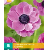 Anemone Coronaria Sylphide - Single Pink Flowers - Garden-Select.com