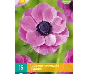 10 Bulbes Anémone Coronaria 'Sylphide' - Circonférence 7/8 Cm, Fleurs Rose Vif, Producteurs Néerlandais