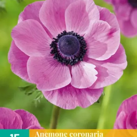 Anemone Coronaria Sylphide - Enkelvoudige Roze Bloemen - Garden-Select.com
