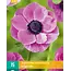 Anemone Coronaria Sylphide - Single Pink Flowers - Garden-Select.com