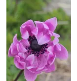 Anemone Coronaria Sylphide - Enkelvoudige Roze Bloemen - Garden-Select.com