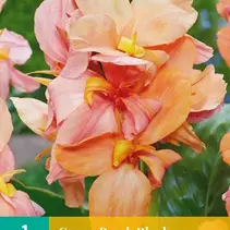 Canna Peach Blush - New - 1 Plant