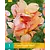 Canna Peach Blush - New - 1 Plant