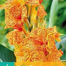 Canna Picasso - 1 Pflanze