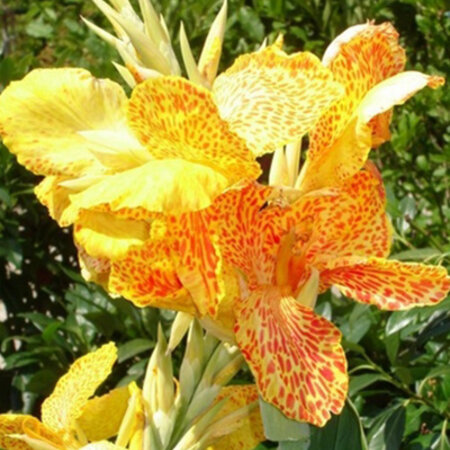 Canna Picasso - 1 Plant - Exotic / Tropical Plants - Garden-Select.com