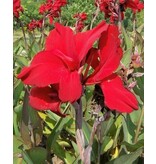 Canna Red Dazzler - 1 Plant - Buy Tropical Plants For Border And Pots?