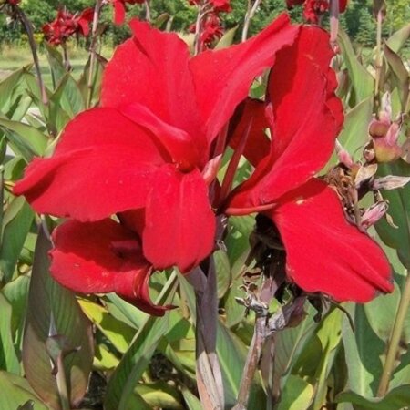 Canna Red Dazzler - 1 Plant - Buy Tropical Plants For Border And Pots?