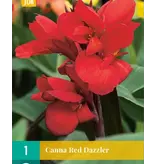 Canna Red Dazzler - 1 Plant - Tropische Planten Voor De Border En Potten Kopen?