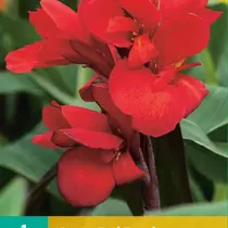 Canna Red Dazzler - 1 Plant