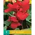 Canna Red Dazzler - 1 Pflanze
