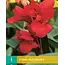 Canna Red Dazzler - 1 Plant - Buy Tropical Plants For Border And Pots?