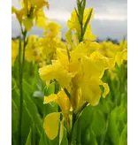 Canna Richard Wallace - 1 Plant - Buy Yellow Tropical Canna? - Garden Select