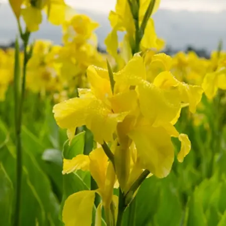Canna Richard Wallace - 1 Plant - Buy Yellow Tropical Canna? - Garden Select
