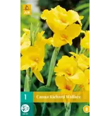 Canna Richard Wallace - 1 Plant - Buy Yellow Tropical Canna? - Garden Select