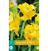 Canna Richard Wallace - 1 Plant - Gele Tropische Canna Kopen? - Garden Select