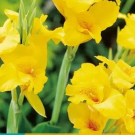 Canna Richard Wallace - 1 Pflanze - Gelbe tropische Canna kaufen? - Garden Select