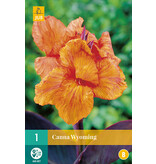 Canna Wyoming - 1 Plant - Buy Exotic / Tropical Plants? Garden Select