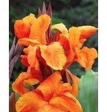 Canna Wyoming - 1 Plant - Exotische / Tropische Planten Kopen? Garden Select