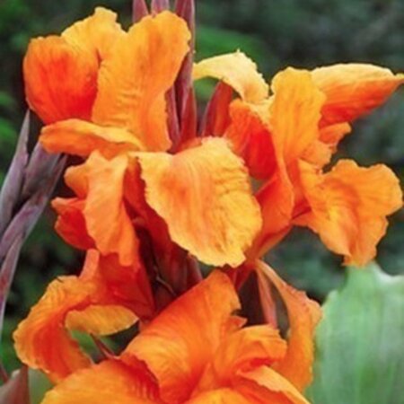 Canna Wyoming - 1 Plant - Buy Exotic / Tropical Plants? Garden Select