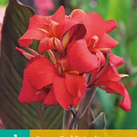 Canna Red Futurity - 1 Plant - Flower Reed - Buy Summer Flowers? Garden-Select.com