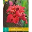 Canna Red Futurity - 1 Plant - Bloemriet - Zomerbloeiers Kopen? Garden-Select.com