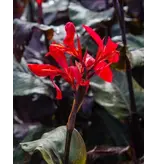 Canna Red Futurity - 1 Plant - Bloemriet - Zomerbloeiers Kopen? Garden-Select.com