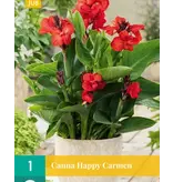Canna Happy Carmen - 1 Plant - Bloemriet - Potplant - Garden-Select.com