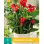 Canna Happy Carmen - 1 Plant - Flower Reed - Potted Plant - Garden-Select.com