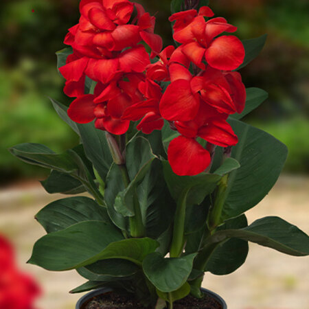 Canna Happy Carmen - 1 Plant - Bloemriet - Potplant - Garden-Select.com