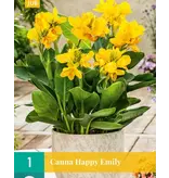 Canna Happy Emily - 1 Plant - Exotische / Tropische Potplanten Kopen? Garden Select