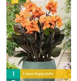 Canna Happy Julia - 1 Plant - Cannaplanten Voor Potten Kopen? Garden-Select.com