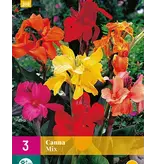 Canna Mix - 3 Plants - Reed Flowers - Buy Exotic / Tropical Plants?