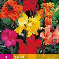 Canna Mix - 3 Plants