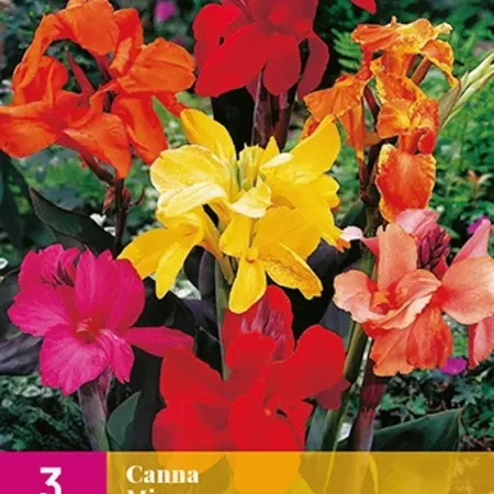 Canna Mix - 3 Plants - Reed Flowers - Buy Exotic / Tropical Plants?