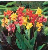 Canna Mix - 3 Plants - Reed Flowers - Buy Exotic / Tropical Plants?