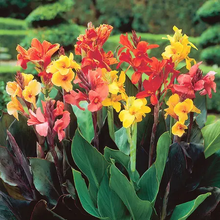 Canna Mix - 3 Plants - Reed Flowers - Buy Exotic / Tropical Plants?